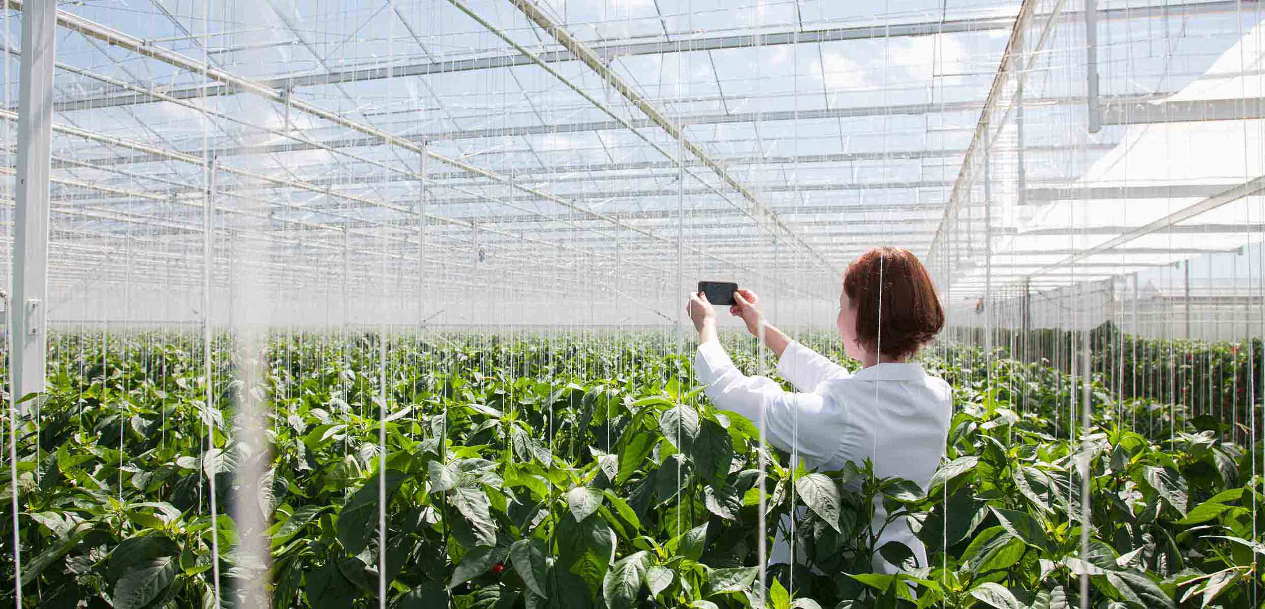 Enterprise Financing Scheme - Green Enterprise Financing Scheme - Green