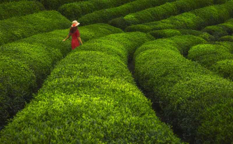 Commodity and Structured Trade Finance, HSBC Working Capital solution Commodity and Structured Trade Finance, HSBC Working Capital solution